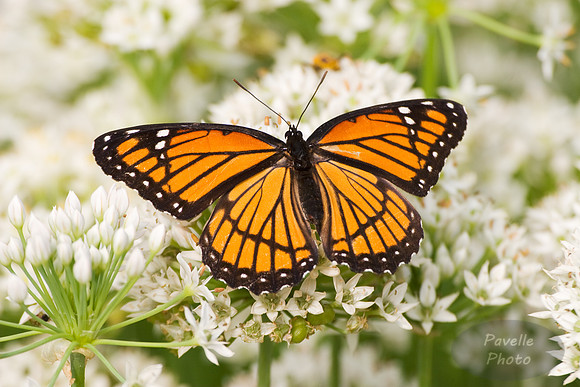 Viceroy