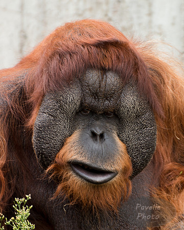 Orangutan