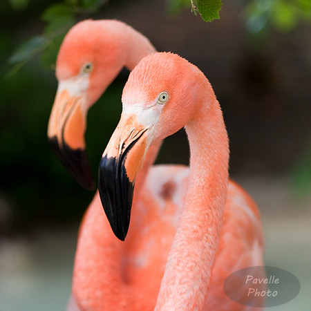 flamingos