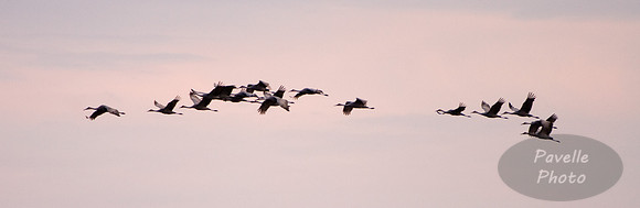 sandhill cranes