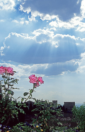 Alhambra Rose