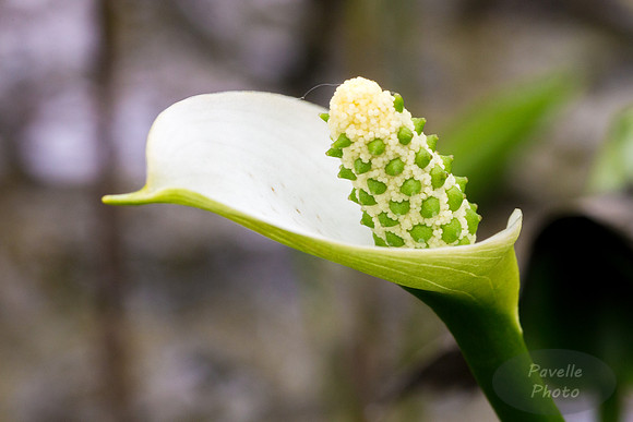 Wild Calla