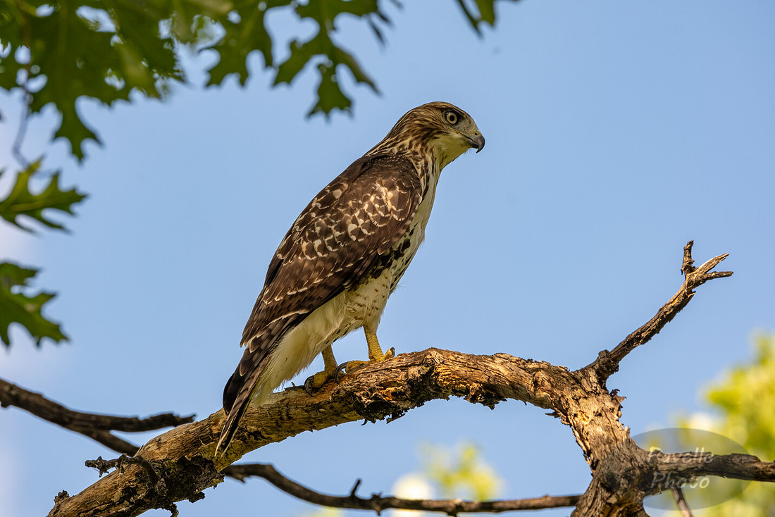 Red-Tailed Hawk
