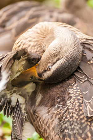 Mallard