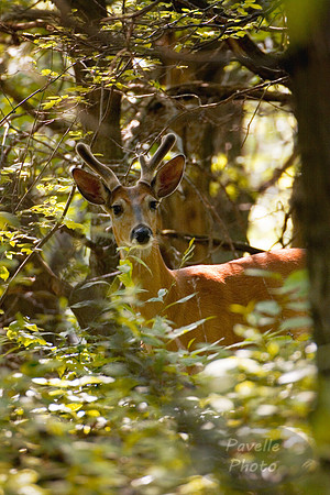 deer