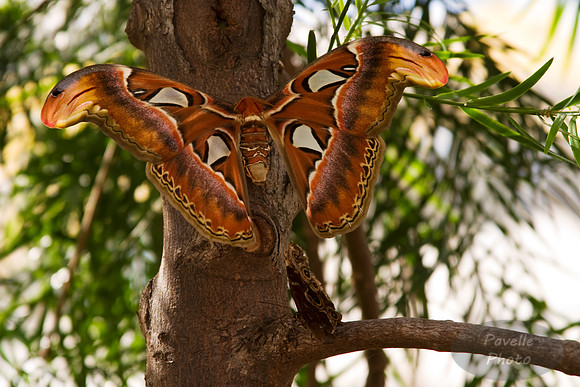 atlas moth