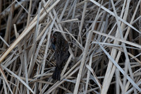 Baby red-winged blackbirds