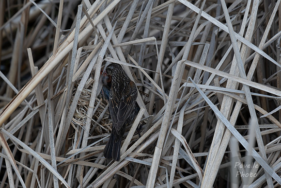 Baby red-winged blackbirds