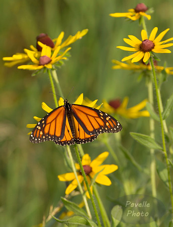 monarch butterfly