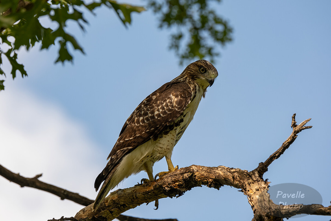 Red-Tailed Hawk
