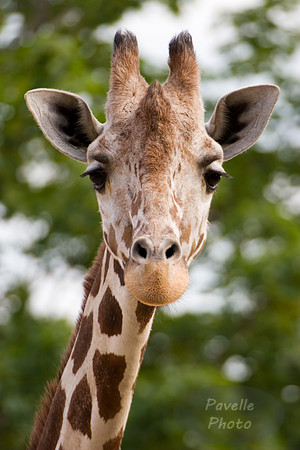 giraffe