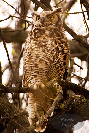 great horned owl