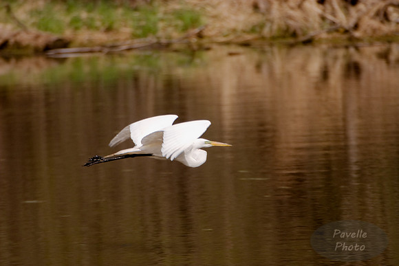 egret