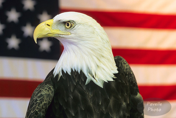 Patriotic Eagle